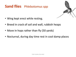 Sand flies Phlebotomus spp
• Wing kept erect while resting.
• Breed in crack of soil and wall, rubbish heaps
• Move in hops rather than fly (50 yards)
• Nocturnal, during day time rest in cool damp places
TONY SCARIA 2010 KMC
 