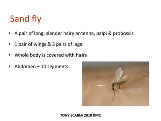 Sand fly
• A pair of long, slender hairy antenna, palpi & proboscis
• 1 pair of wings & 3 pairs of legs
• Whole body is covered with hairs
• Abdomen – 10 segments
TONY SCARIA 2010 KMC
 
