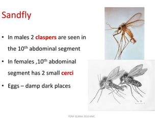 Sandfly
• In males 2 claspers are seen in
the 10th abdominal segment
• In females ,10th abdominal
segment has 2 small cerci
• Eggs – damp dark places
TONY SCARIA 2010 KMC
 
