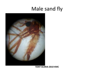 Male sand fly
TONY SCARIA 2010 KMC
 