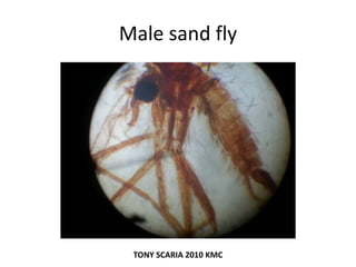 Male sand fly
TONY SCARIA 2010 KMC
 