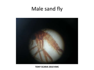 Male sand fly
TONY SCARIA 2010 KMC
 