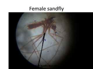 Female sandfly
TONY SCARIA 2010 KMC
 