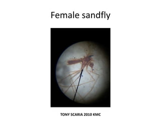 Female sandfly
TONY SCARIA 2010 KMC
 