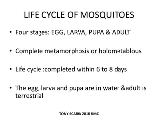 LIFE CYCLE OF MOSQUITOES
• Four stages: EGG, LARVA, PUPA & ADULT
• Complete metamorphosis or holometablous
• Life cycle :completed within 6 to 8 days
• The egg, larva and pupa are in water &adult is
terrestrial
TONY SCARIA 2010 KMC
 
