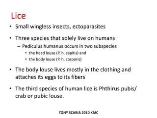 Lice
• Small wingless insects, ectoparasites
• Three species that solely live on humans
– Pediculus humanus occurs in two subspecies
• the head louse (P. h. capitis) and
• the body louse (P. h. corporis)
• The body louse lives mostly in the clothing and
attaches its eggs to its fibers
• The third species of human lice is Phthirus pubis/
crab or pubic louse.
TONY SCARIA 2010 KMC
 