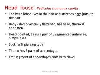 Head louse- Pediculus humanus capitis
• The head louse lives in the hair and attaches eggs (nits) to
the hair
• Body - dorso-ventrally flattened, has head, thorax &
abdomen
• Head-pointed, bears a pair of 5 segmented antennae,
Simple eyes
• Sucking & piercing type
• Thorax has 3 pairs of appendages
• Last segment of appendages ends with claws
TONY SCARIA 2010 KMC
 