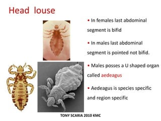 Head louse
• In females last abdominal
segment is bifid
• In males last abdominal
segment is pointed not bifid.
• Males posses a U shaped organ
called aedeagus
• Aedeagus is species specific
and region specific
TONY SCARIA 2010 KMC
 