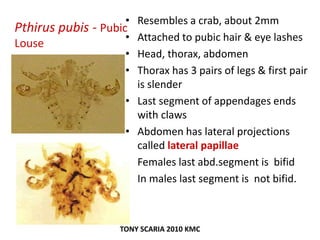 Pthirus pubis - Pubic
Louse
• Resembles a crab, about 2mm
• Attached to pubic hair & eye lashes
• Head, thorax, abdomen
• Thorax has 3 pairs of legs & first pair
is slender
• Last segment of appendages ends
with claws
• Abdomen has lateral projections
called lateral papillae
• Females last abd.segment is bifid
• In males last segment is not bifid.
TONY SCARIA 2010 KMC
 