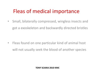 Fleas of medical importance
• Small, bilaterally compressed, wingless insects and
got a exoskeleton and backwardly directed bristles
• Fleas found on one particular kind of animal host
will not usually seek the blood of another species
TONY SCARIA 2010 KMC
 
