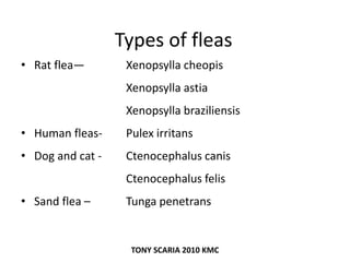 Types of fleas
• Rat flea— Xenopsylla cheopis
Xenopsylla astia
Xenopsylla braziliensis
• Human fleas- Pulex irritans
• Dog and cat - Ctenocephalus canis
Ctenocephalus felis
• Sand flea – Tunga penetrans
TONY SCARIA 2010 KMC
 