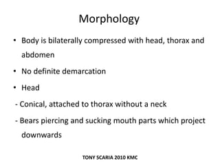 Morphology
• Body is bilaterally compressed with head, thorax and
abdomen
• No definite demarcation
• Head
- Conical, attached to thorax without a neck
- Bears piercing and sucking mouth parts which project
downwards
TONY SCARIA 2010 KMC
 