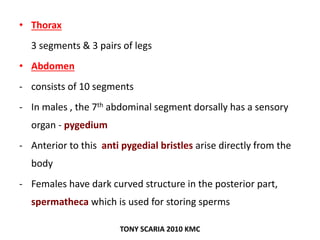 • Thorax
3 segments & 3 pairs of legs
• Abdomen
- consists of 10 segments
- In males , the 7th abdominal segment dorsally has a sensory
organ - pygedium
- Anterior to this anti pygedial bristles arise directly from the
body
- Females have dark curved structure in the posterior part,
spermatheca which is used for storing sperms
TONY SCARIA 2010 KMC
 