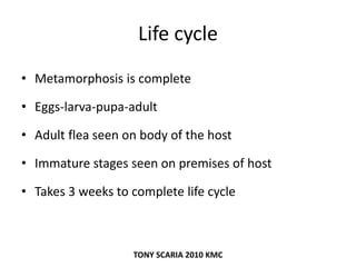 Life cycle
• Metamorphosis is complete
• Eggs-larva-pupa-adult
• Adult flea seen on body of the host
• Immature stages seen on premises of host
• Takes 3 weeks to complete life cycle
TONY SCARIA 2010 KMC
 