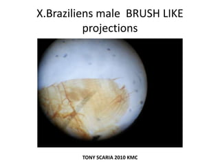 X.Braziliens male BRUSH LIKE
projections
TONY SCARIA 2010 KMC
 