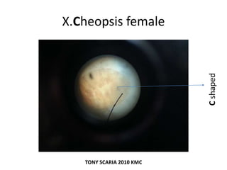 X.Cheopsis female
Cshaped
TONY SCARIA 2010 KMC
 