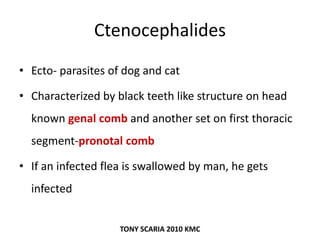 Ctenocephalides
• Ecto- parasites of dog and cat
• Characterized by black teeth like structure on head
known genal comb and another set on first thoracic
segment-pronotal comb
• If an infected flea is swallowed by man, he gets
infected
TONY SCARIA 2010 KMC
 