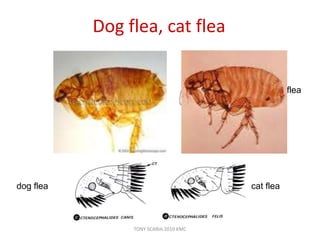Dog flea, cat flea
Trop. rat flea
dog flea cat flea
TONY SCARIA 2010 KMC
 