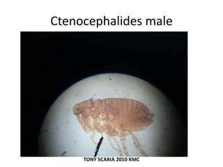Ctenocephalides male
TONY SCARIA 2010 KMC
 