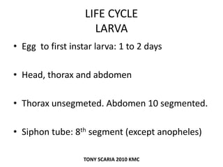 LIFE CYCLE
LARVA
• Egg to first instar larva: 1 to 2 days
• Head, thorax and abdomen
• Thorax unsegmeted. Abdomen 10 segmented.
• Siphon tube: 8th segment (except anopheles)
TONY SCARIA 2010 KMC
 