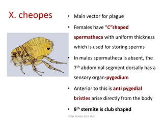 X. cheopes • Main vector for plague
• Females have “C”shaped
spermatheca with uniform thickness
which is used for storing sperms
• In males spermatheca is absent, the
7th abdominal segment dorsally has a
sensory organ-pygedium
• Anterior to this is anti pygedial
bristles arise directly from the body
• 9th sternite is club shaped
TONY SCARIA 2010 KMC
 