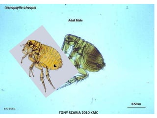 TONY SCARIA 2010 KMC
 