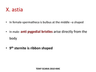 X. astia
• In female-spermatheca is bulbus at the middle –a shaped
• In male- anti pygedial bristles arise directly from the
body
• 9th sternite is ribbon shaped
TONY SCARIA 2010 KMC
 