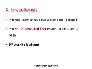 X. brazeliensis
• In female-spermatheca is bulbus at one end –b shaped
• In male- anti pygedial bristles arise from a conical
base
• 9th sternite is absent
TONY SCARIA 2010 KMC
 