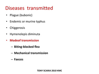 Diseases transmitted
• Plague (bubonic)
• Endemic or murine typhus
• Chiggerosis
• Hymenolepis diminuta
• Modeof transmission
– Biting-blocked flea
– Mechanical transmission
– Faeces
TONY SCARIA 2010 KMC
 