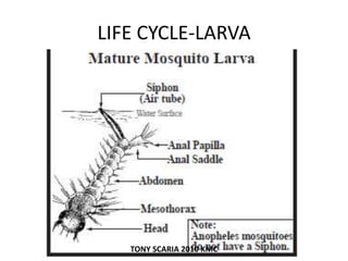 LIFE CYCLE-LARVA
TONY SCARIA 2010 KMC
 
