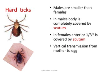Hard ticks • Males are smaller than
females
• In males body is
completely covered by
scutum
• In females anterior 1/3rd is
covered by scutum
• Vertical transmission from
mother to egg
TONY SCARIA 2010 KMC
 
