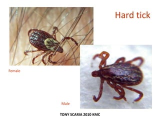 Hard tick
Male
Female
TONY SCARIA 2010 KMC
 