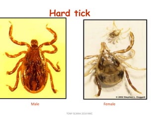 Hard tick
FemaleMale
TONY SCARIA 2010 KMC
 