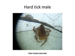 Hard tick male
TONY SCARIA 2010 KMC
 