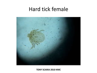 Hard tick female
TONY SCARIA 2010 KMC
 