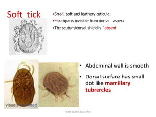 Soft tick
• Abdominal wall is smooth
• Dorsal surface has small
dot like mamillary
tubrercles
•Small, soft and leathery cuticula,
•Mouthparts invisible from dorsal aspect
•The scutum/dorsal shield is `absent
TONY SCARIA 2010 KMC
 