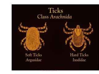 TONY SCARIA 2010 KMC
 