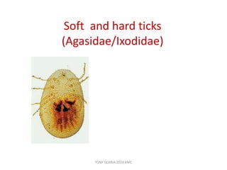 Soft and hard ticks
(Agasidae/Ixodidae)
TONY SCARIA 2010 KMC
 