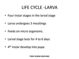 LIFE CYCLE -LARVA
• Four instar stages in the larval stage
• Larva undergoes 3 moultings
• Feeds on micro organisms.
• Larval stage lasts for 4 to 6 days
• 4th instar develop into pupa
TONY SCARIA 2010 KMC
 
