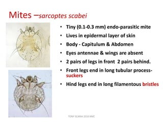 Mites –sarcoptes scabei
• Tiny (0.1-0.3 mm) endo-parasitic mite
• Lives in epidermal layer of skin
• Body - Capitulum & Abdomen
• Eyes antennae & wings are absent
• 2 pairs of legs in front 2 pairs behind.
• Front legs end in long tubular process-
suckers
• Hind legs end in long filamentous bristles
TONY SCARIA 2010 KMC
 
