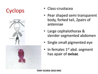 Cyclops • Class-crustacea
• Pear shaped semi transparent
body, forked tail, 2pairs of
antennae
• Large cephalothorax &
slender segmented abdomen
• Single small pigmented eye
• In females 1st abd. segment
has apair of ovisac
TONY SCARIA 2010 KMC
 