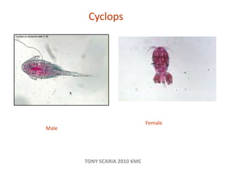 Cyclops
Female
Male
TONY SCARIA 2010 KMC
 