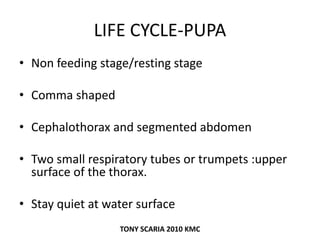 LIFE CYCLE-PUPA
• Non feeding stage/resting stage
• Comma shaped
• Cephalothorax and segmented abdomen
• Two small respiratory tubes or trumpets :upper
surface of the thorax.
• Stay quiet at water surface
TONY SCARIA 2010 KMC
 