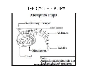 LIFE CYCLE - PUPA
TONY SCARIA 2010 KMC
 