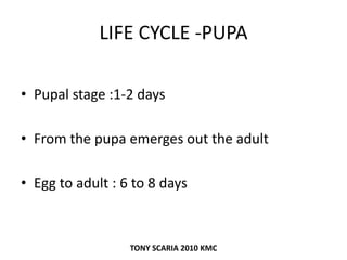LIFE CYCLE -PUPA
• Pupal stage :1-2 days
• From the pupa emerges out the adult
• Egg to adult : 6 to 8 days
TONY SCARIA 2010 KMC
 