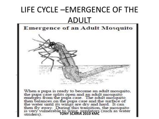 LIFE CYCLE –EMERGENCE OF THE
ADULT
TONY SCARIA 2010 KMC
 