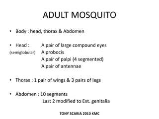 ADULT MOSQUITO
• Body : head, thorax & Abdomen
• Head : A pair of large compound eyes
(semiglobular) A probocis
A pair of palpi (4 segmented)
A pair of antennae
• Thorax : 1 pair of wings & 3 pairs of legs
• Abdomen : 10 segments
Last 2 modified to Ext. genitalia
TONY SCARIA 2010 KMC
 