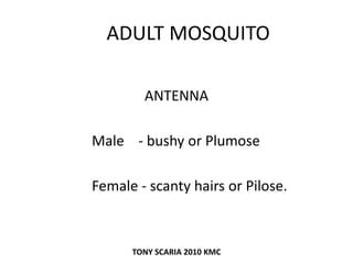 ADULT MOSQUITO
ANTENNA
Male - bushy or Plumose
Female - scanty hairs or Pilose.
TONY SCARIA 2010 KMC
 