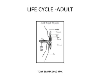 LIFE CYCLE -ADULT
TONY SCARIA 2010 KMC
 