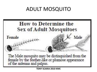 ADULT MOSQUITO
TONY SCARIA 2010 KMC
 